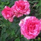 Троянда Пінк Інтуїшн (Роза Pink Intuition)